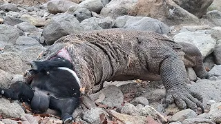 OMG 😱 Komodo instinct is very sharp & Swallowing 🔥🔥
