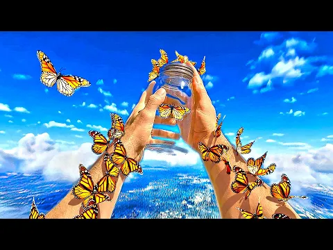 Butterflies #Shorts