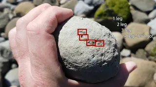 This 10 million year old rock has something inside