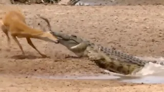 Crocodile Attacks Extremely Fast And Kills Deer Fiercely