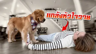 แกล้งหัวใจวายต่อหน้าหมาจะทำยังไง? l Japan and Friends