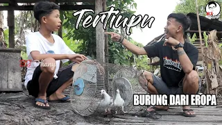 TERTIPU❗BURUNG DARI EROPA 🕊 || BJ DHANY