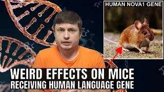 Human Language Gene Inserted Into Mice Led to Some Bizarre Effects