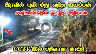 இரவில் புலி மீது வந்த ஐயப்பன் ! சபரிமலையில் நடந்த அதிசயம் ! CCTV'இல் பதிவான காட்சி !#Westar
