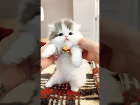 Cute Kitten Daily Fun Moments!🧸😻💕 #cat #cute #cats #kitten
