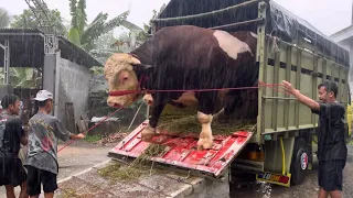 SAPI RAKSASA TURUN DARI TRUK LEMBU BENGGOLO BANGKIT ‼️🔥🔥🔥