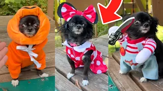 JOSH PUDDIN AND DOZER FALL COMPILATION!!