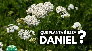 Que planta é essa, Daniel? Mil-Em-Rama