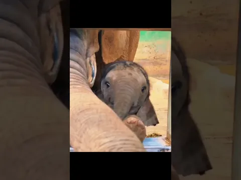 The Mischievous Life of Baby Elephants 🐘