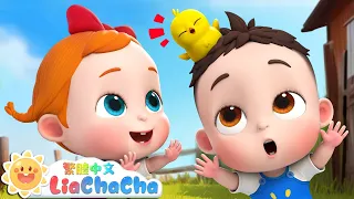 小雞在哪裡 | The Finger Family | 數字歌 | 經典兒歌 | 依娜和恰恰 | LiaChaCha 繁體中文 - 兒歌童謠