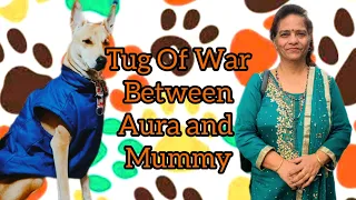 Tug of war compilation between Aura and mummy🐶 ❤👩 #doglover #funnydogvideo #viral