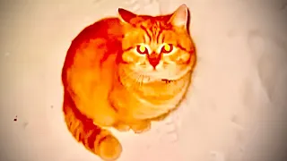 Рыжуля с дуру выскочил в мороз и сразу замерз 🥶🐈 #котик