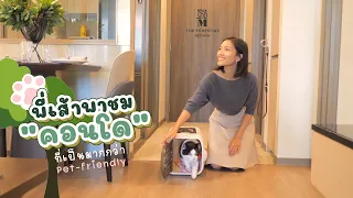 พี่เส้าพาไปชม “คอนโด” ที่ออกแบบมาเพื่อแมวเหล่ท่ออย่างเรา!​