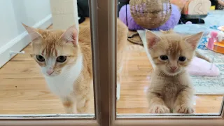 Five-year Old Kittens Defy Aging, Science. 2021-04-20