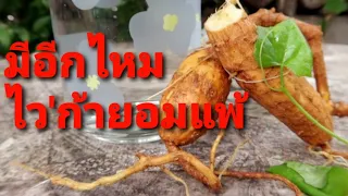 ไว'ก้ายอมแพ้..ของดี ของแพง หายาก หัวตำลึงไทย