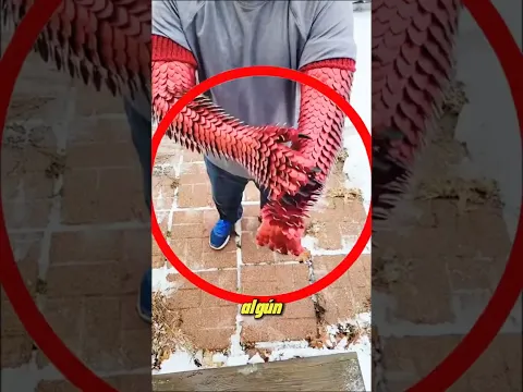Si ves a alguien cubierto de escamas ¡huye inmediatamente!😱