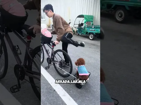 Köpek karşıdaki banka oturmak istiyor.