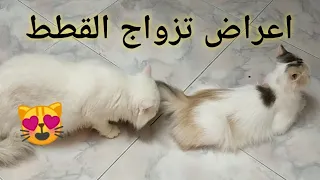 صوت قط يطلب التزاوج
