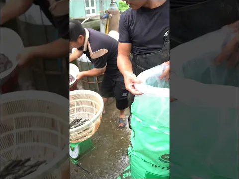 CÁ TRÊ ĐỒNG GIỐNG 400–500 CON/KG