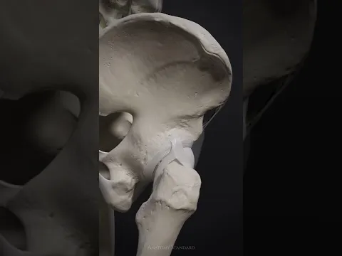 The motion of the hip joint