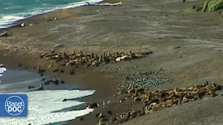 What is Patagonia like? We show you all its secrets, in detail (FULL DOCUMENTARY)