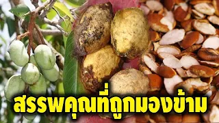หลายคนมองข้าม!!! เม็ดกระบก สรรพคุณยิ่งกว่าอัลมอนด์ กินป้องกันความจำเสื่อม บำรุงสมองดี