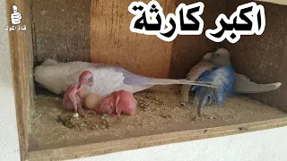 فتحت عش البادجي حصلت اكبر كارثة غير متوقعة و اول مرة تحصل معي