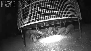 CATCHING 19 WILD FERAL HOGS WITH THE BIG PIG TRAP