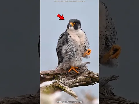 3 Animals With Smart Hunting Skills | #shorts