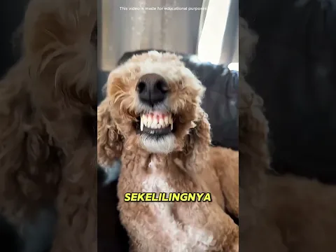 Ada sesuatu yang salah dengan anjingnya.#shortvideo