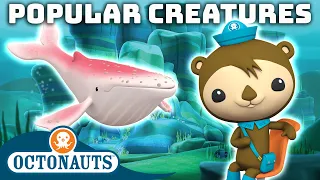 ​@Octonauts - Popular Creatures | 100 Mins+ | Cartoons for Kids | Underwater Sea Education