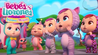 Todos los capitulos de BEBÉS LLORONES 💧🤩  LÁGRIMAS MÁGICAS 💕 | Dibujos animados en Español
