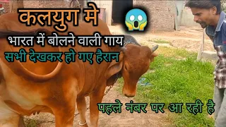 कलयुग में भी इतनी समझदार गाय है | sunehri Krishna ki gaay | #youtube #trending #viral #viralvideo