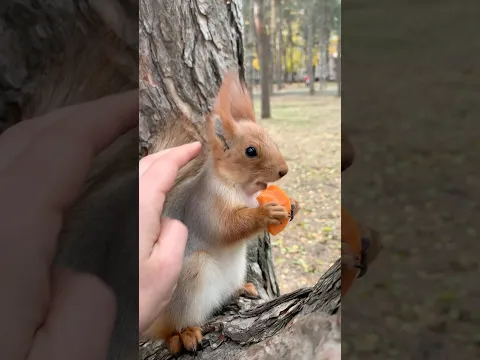 Самая гладкая Снежка