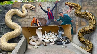 Brave Expert Rescues Young Girl from Giant Golden Python in Abandoned House
