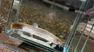 Adding 100 loaches to the eel pit