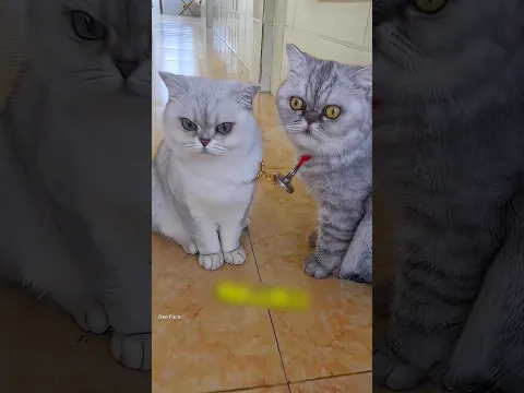 The Magnetic Cat #cat #birdtrend