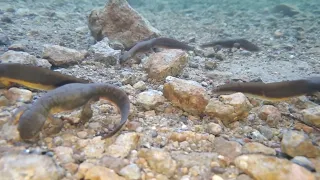 Salamanders