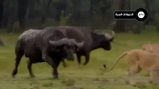 الجواميس تقلب الموازين ضد الأسود البرية! 🐃⚡️شاهد كيف تتحول المعركة بعد هجوم الأشبال #عالم_الحيوان 🦁