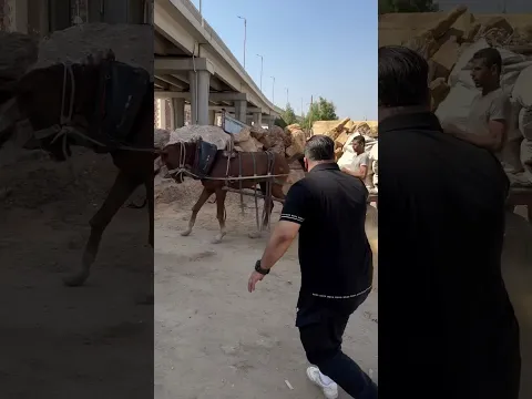 The owner of the horse was brutally broke this horse leg and twisted his tongue…It’s heartbreaking💔