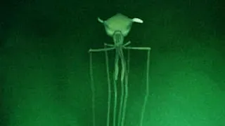 Criaturas marinas que parecen de otro mundo