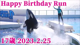 ラン17歳お誕生日おめでとう!! 鴨川シーワールド シャチ kamogawaseaworld orca killerwhale