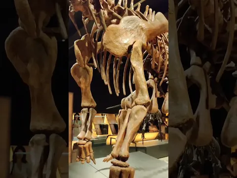 Dinosaurio de la Patagonia