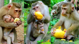 Best Video of Lexi Baby Gets Sharing Food Eating Yummy, Lovely Monkey Lexi Is Very Clever.