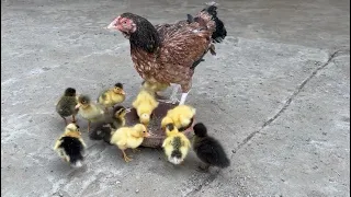 Hen hatched 12 eggs of ducks 