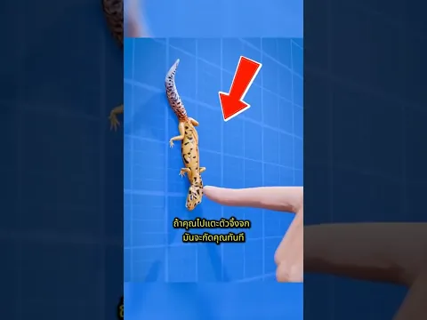 เมื่อจิ้งจกกัดนิ้วของคุณ ทำไมมันถึงไม่ปล่อย? 😱🦎