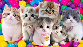 ANAK KUCING MEONG MEONG | Lagu Anak-Anak Kompilasi Kucing Lucu SI MEONG KUCING LUCU