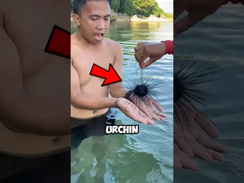SEA URCHIN Found Under the Microscope!😱