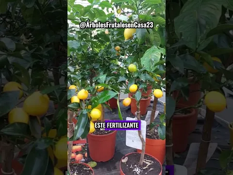 ⚠️Este FERTILIZANTE Japonés casero acelerar el crecimiento de FRUTAS, incluso en macetas EN 30 DÍAS🍋
