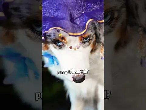 You are the most beautiful puppy #rescue #shortvideo #animals #dog #cute #love